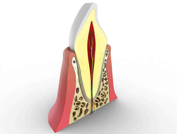 What is Endodontics?